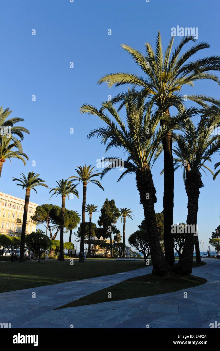 Île des Canaries (Phoenix canariensis), Nice, France Banque D'Images
