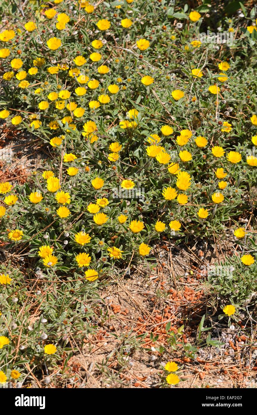 Plage méditerranée daisy (Asteriscus maritimus) Banque D'Images