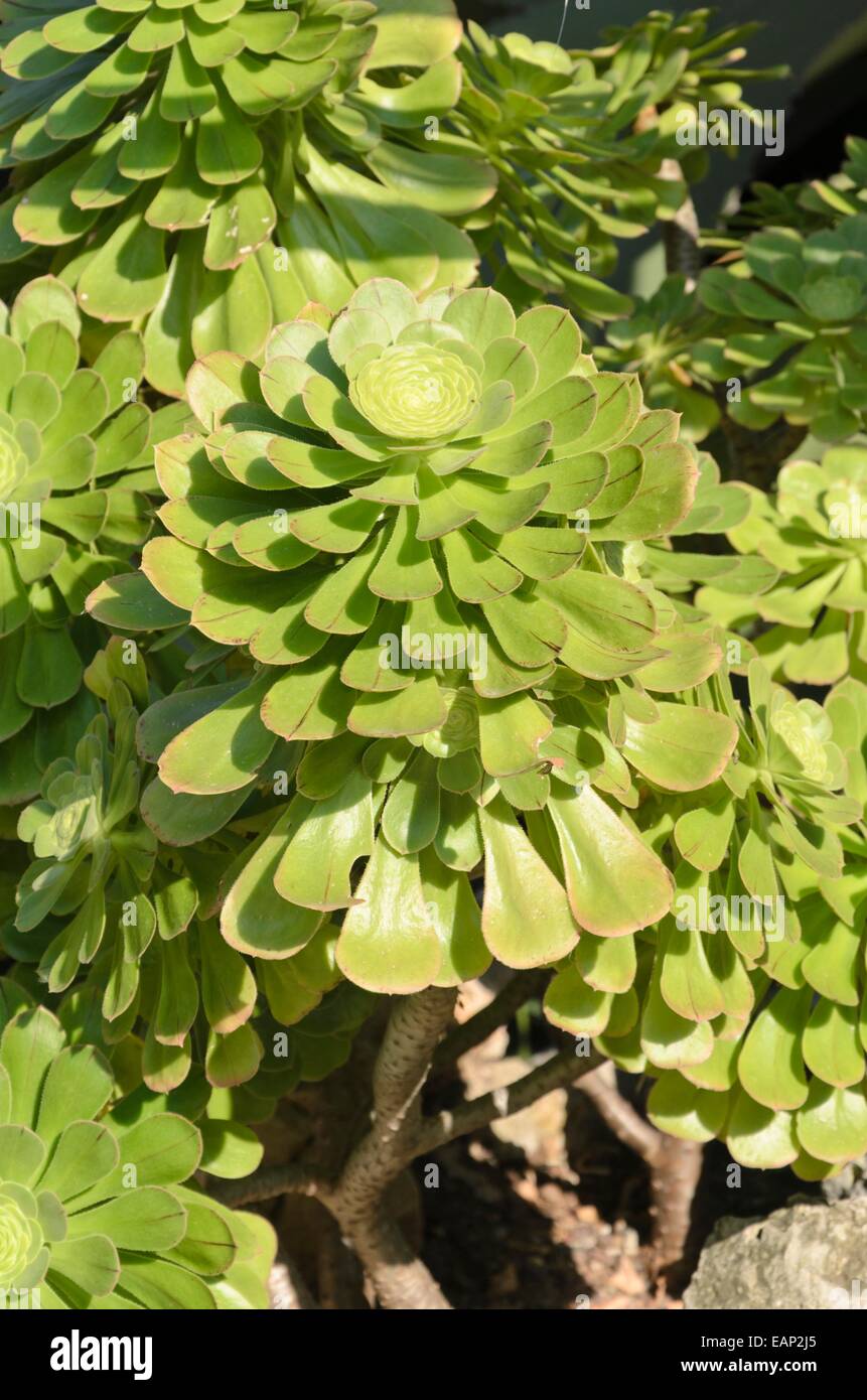 Aeonium (Aeonium arboreum var. Arboreum) Banque D'Images