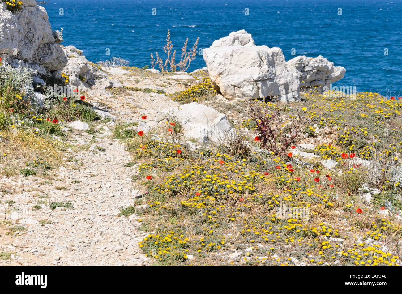 Plage méditerranée daisy (Asteriscus maritimus) et coquelicot (Papaver rhoeas) Banque D'Images