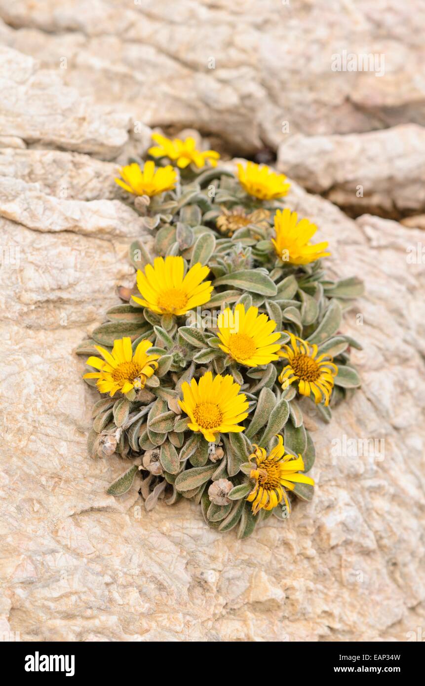 Plage méditerranée daisy (Asteriscus maritimus) Banque D'Images