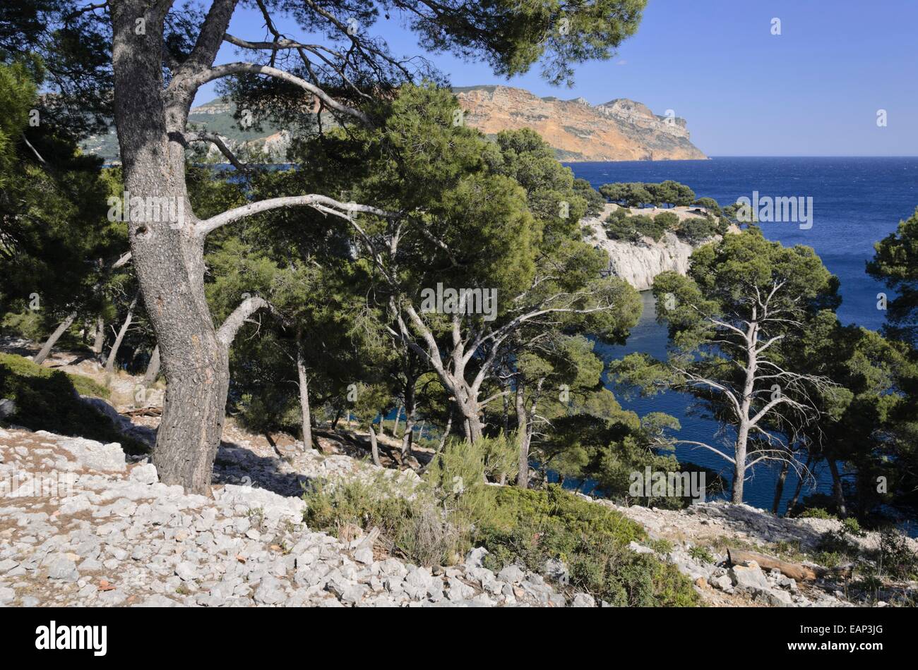 Pins d'Alep (pinus halepensis) à calanque de port-miou, parc national des calanques, france Banque D'Images