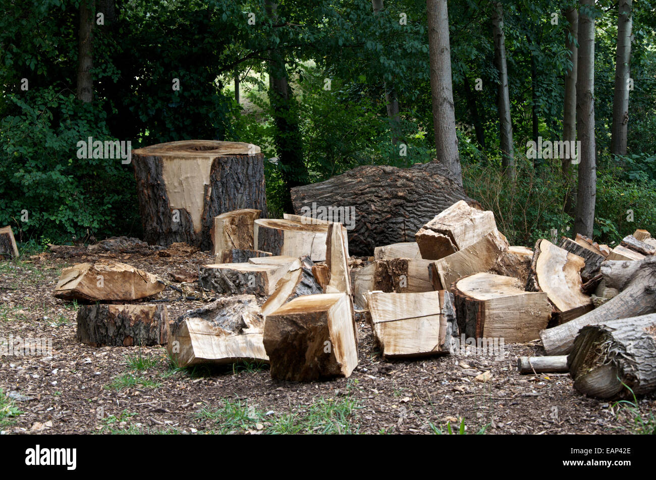 Un arbre abattu le tronc coupé en gros articles dans une zone boisée. Banque D'Images