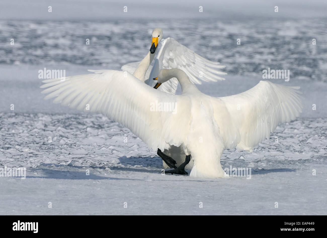 Deux grues blanches cygnes sur la glace du lac Kussharo dans la partie nord-est de Hokkaido, Japon, Banque D'Images