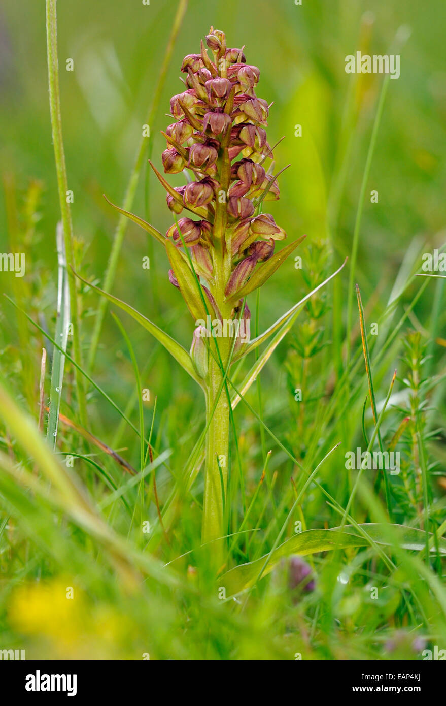 Frog - Orchidée Dactylorhiza viride croissant sur les Hébrides extérieures, de "machair" Banque D'Images