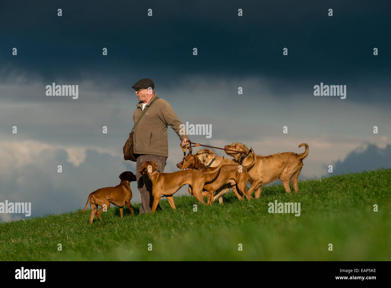 Un homme promenait son chien, tous d'entre eux, sur les Vizslas Hongrois South Downs, près de Brighton, East Sussex. Banque D'Images