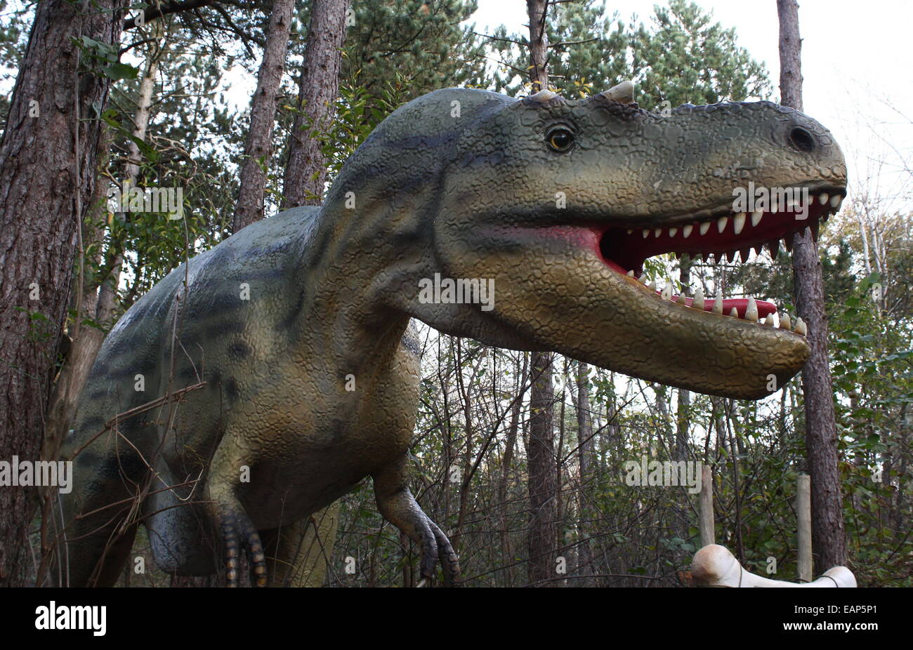 L'Albertosaurus nord-américain, un grand dinosaure carnivore de l'ère du Crétacé, à Amersfoort, Pays-Bas Dinopark Zoo Banque D'Images