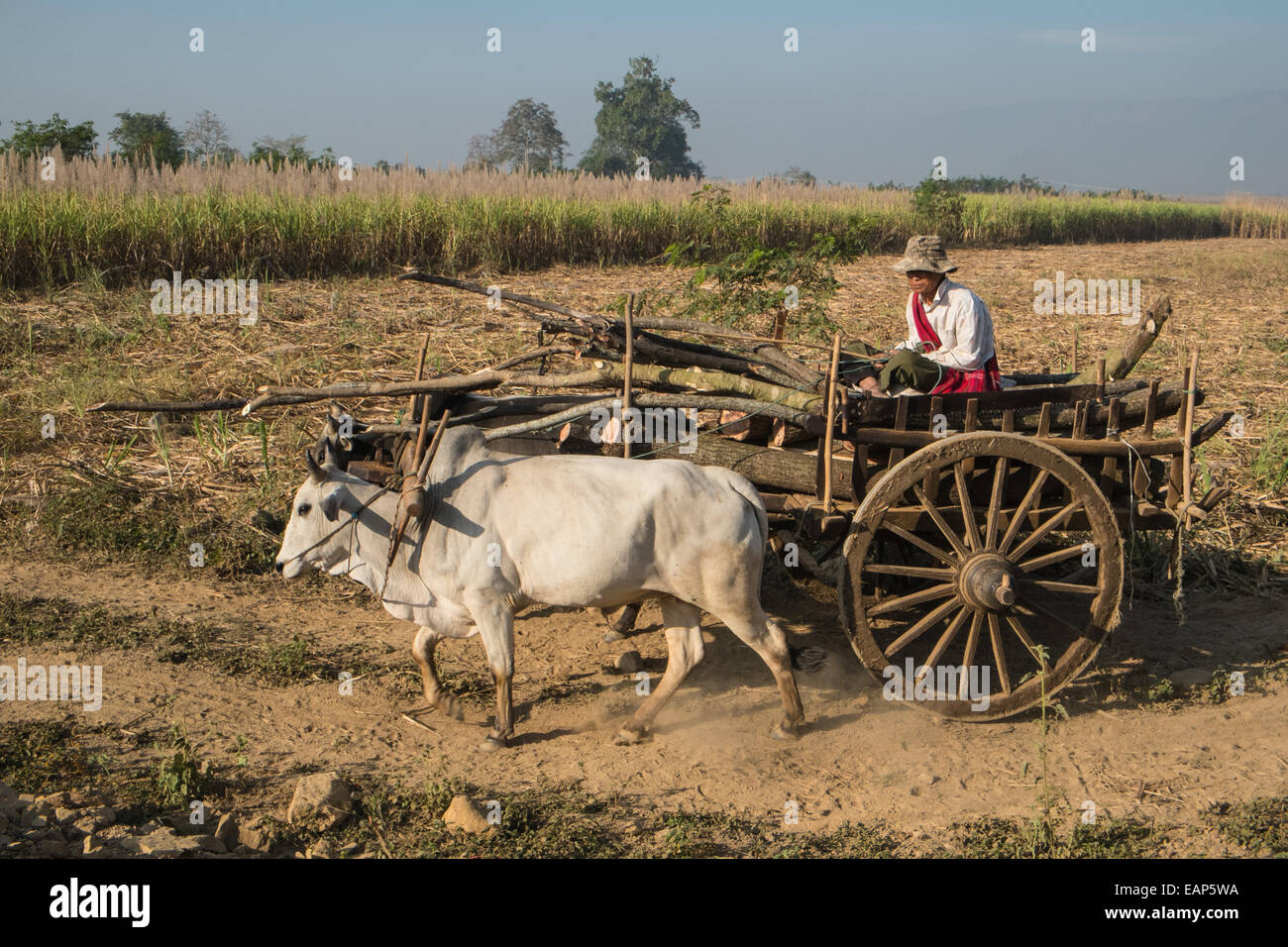 Bullock, bull charrette utilisée pour le transport de marchandises y compris ce récoltés dans les champs de canne à sucre en zone rurale.Lac Inle,la Birmanie. Banque D'Images