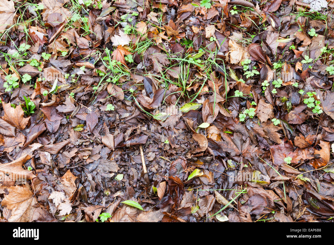 Les feuilles d'automne humide sur le sol après la pluie, England, UK Banque D'Images