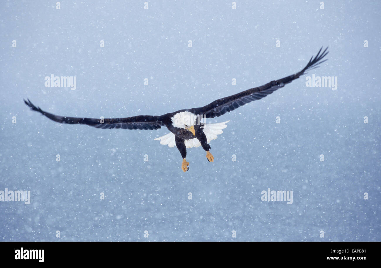 Pygargue à tête blanche En vol pendant l'hiver Alaska Kp Blizzard Banque D'Images