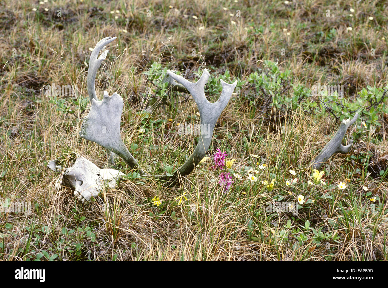 Le caribou des bois en forme de tête de la toundra de l'Alaska sur Ar Été/Nnational Petroleum Reserve Banque D'Images