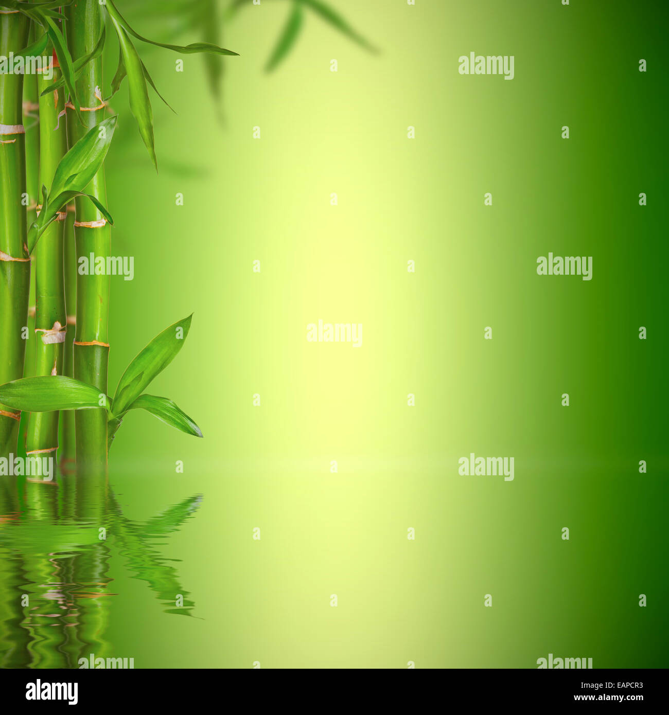 Still Life Spa Bambou avec les germes, l'espace libre pour le texte Banque D'Images