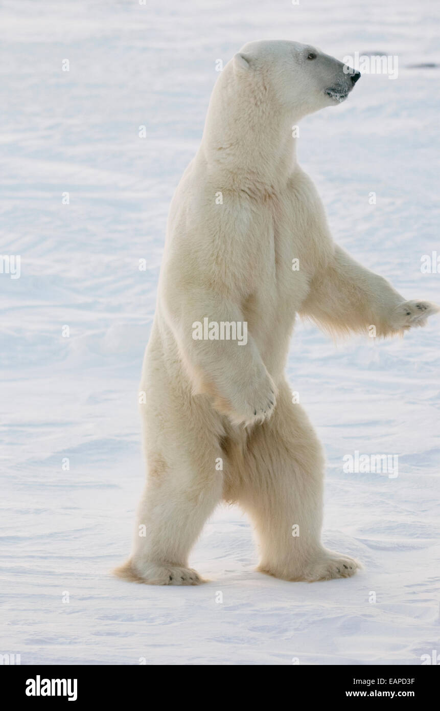 L'ours polaire debout sur ses pattes postérieures à Churchill, Manitoba,  Canada Photo Stock - Alamy