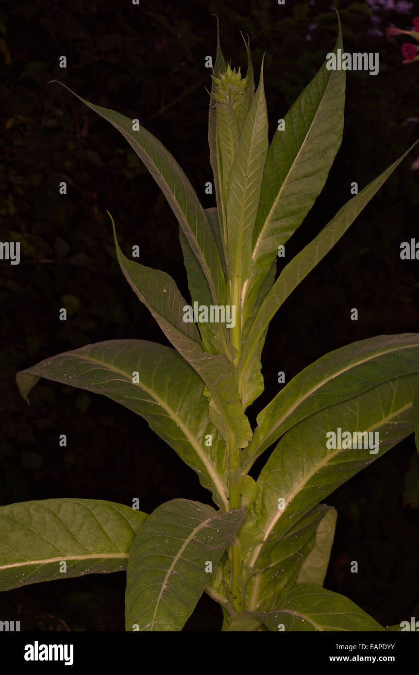 Nicotiana Tabacum 'Silver River' Banque D'Images