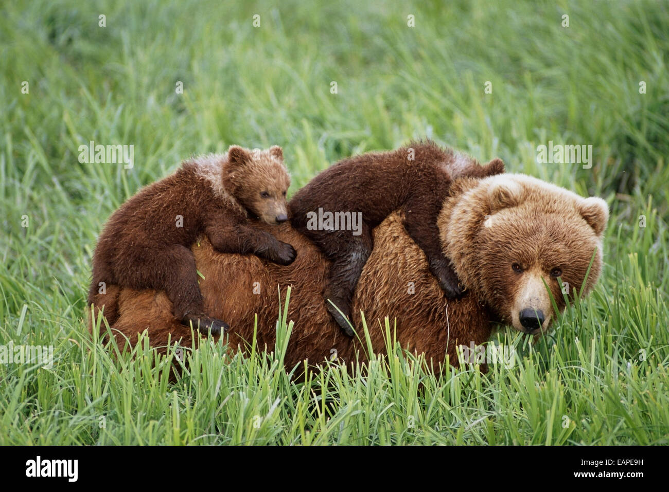 Les oursons grizzlis Ride sur le dessus de leur mère alors qu'elle se promène dans l'herbe près de la rivière Mcneil. L'été au sud-ouest de l'Alaska. Banque D'Images