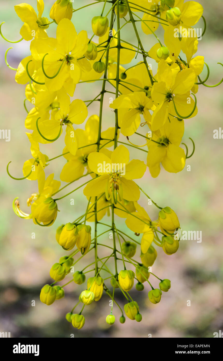 La purge ou Ratchaphruek Cassia fistula Cassis ( fleurs ) fleur nationale de Thaïlande avec beauté jaune vif Banque D'Images