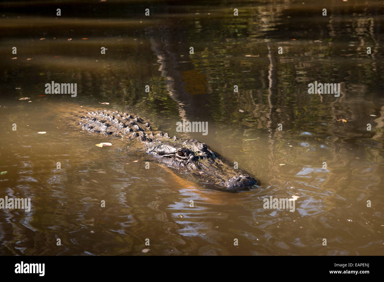 Dans un marais d'Alligator, le Bayou. Louisiane Banque D'Images