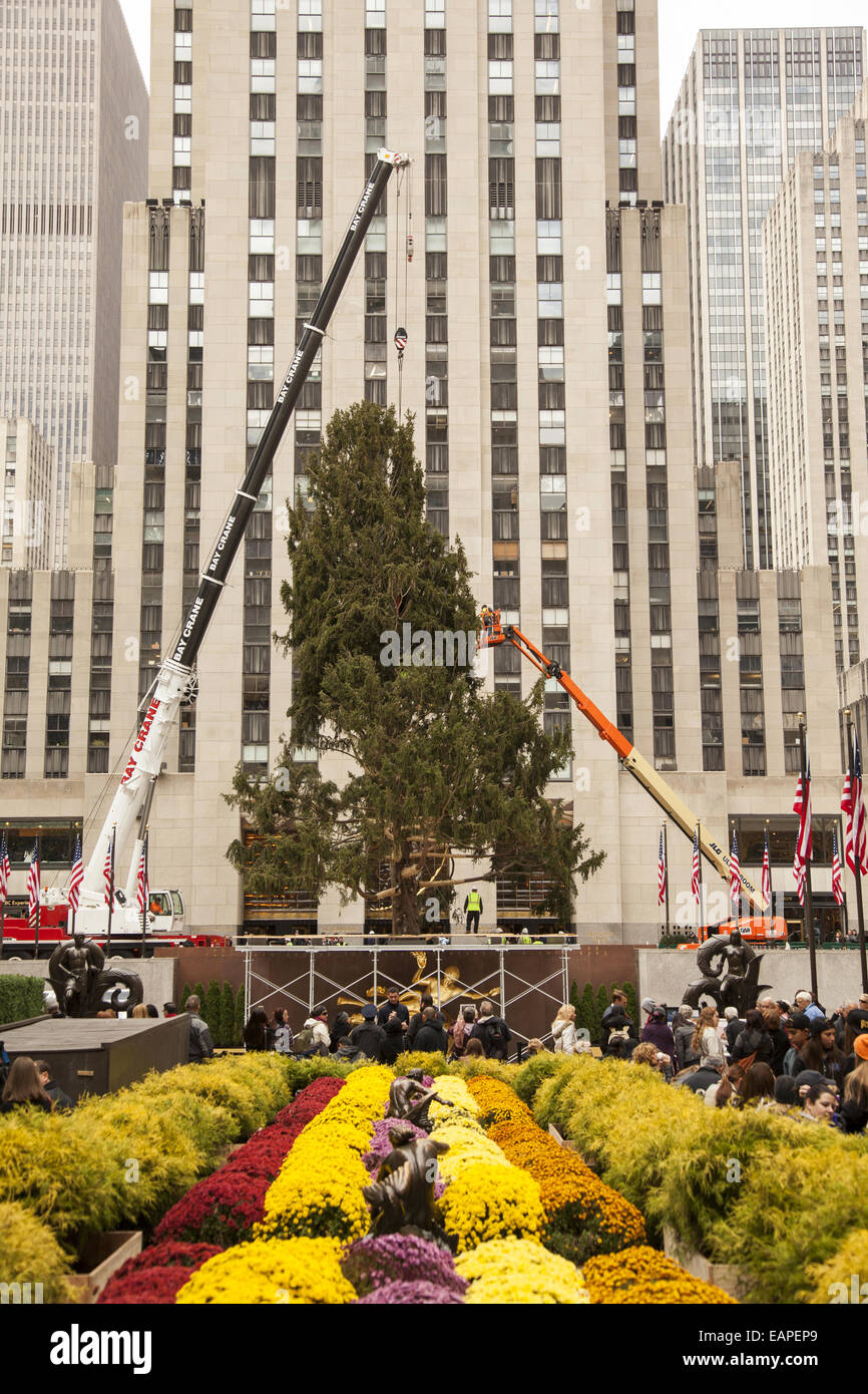 L'assemblée annuelle de l'arbre de Noël du Rockefeller Center, en cours d'installation pour X-mas 2014, Manhattan, New York. Banque D'Images