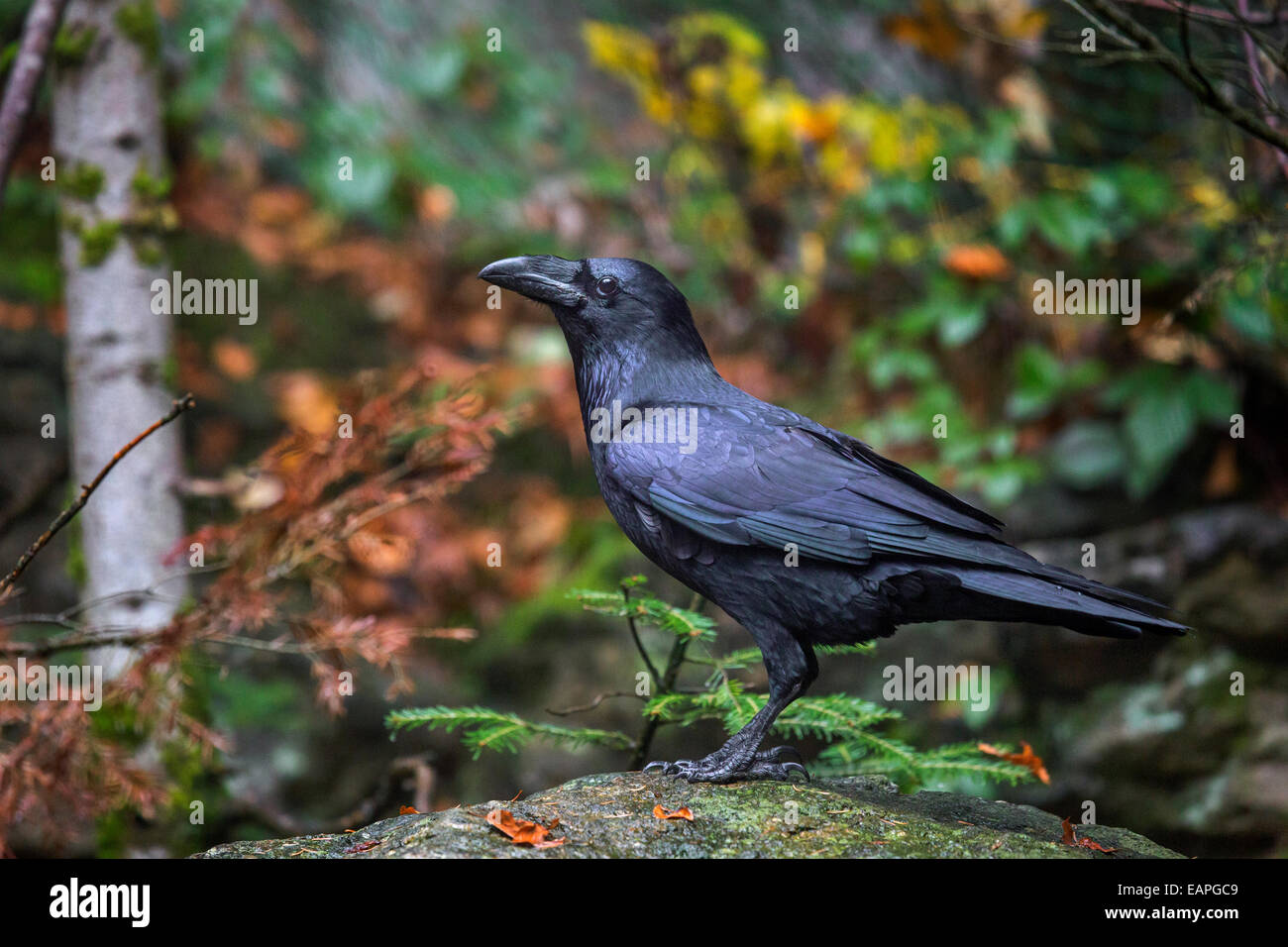 Grand corbeau / grand corbeau (Corvus corax) dans la forêt d'automne Banque D'Images