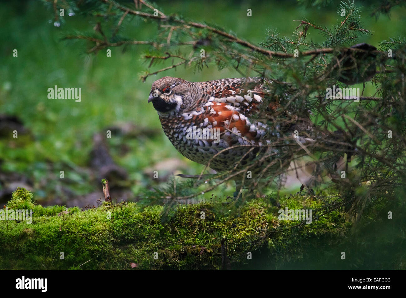 La Gélinotte des bois Bonasa bonasia / (Tetrastes bonasia / Bonasa bonasia) mâle en forêt Banque D'Images