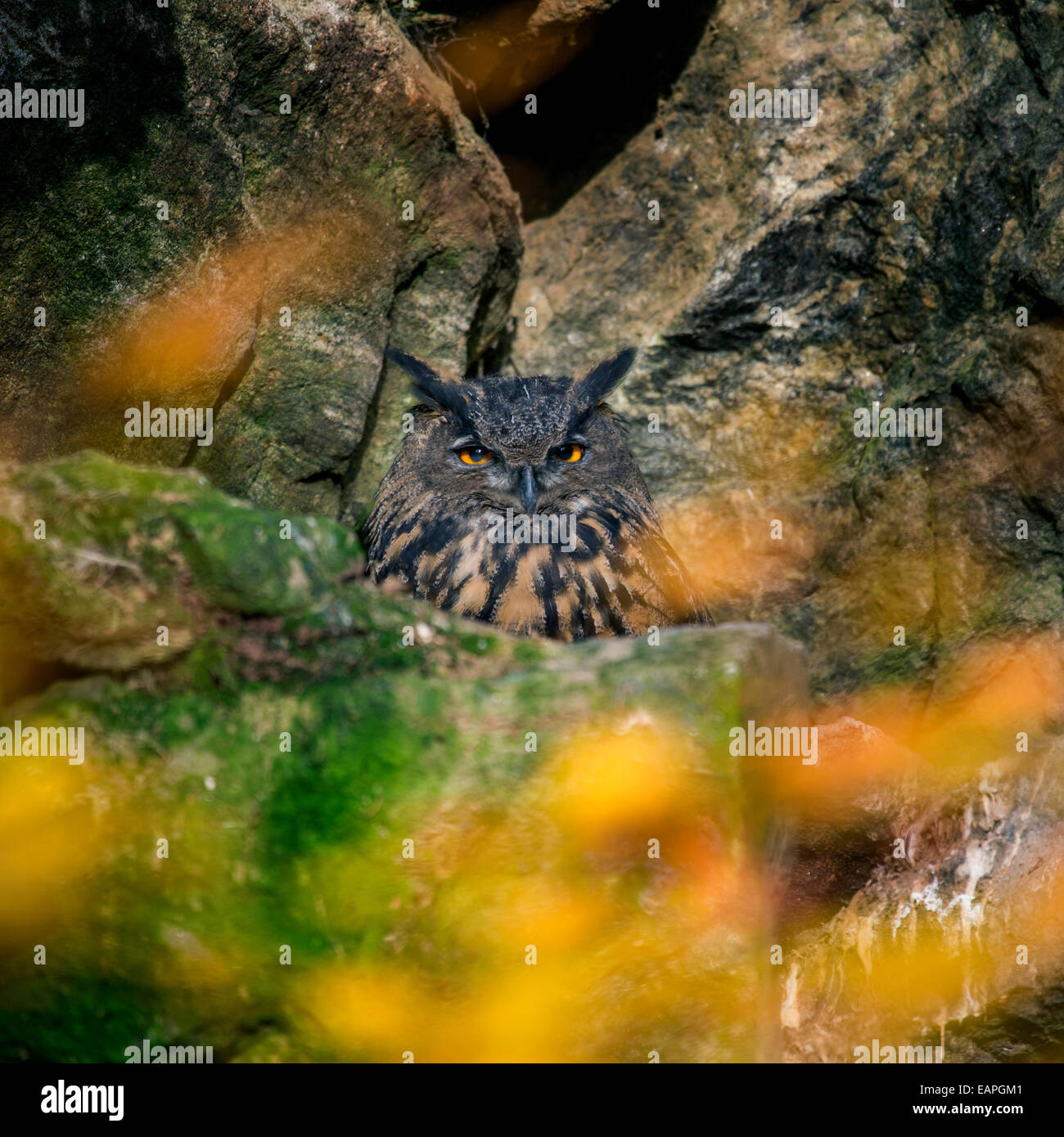 Grand-duc (Bubo bubo) assis dans rock face Banque D'Images