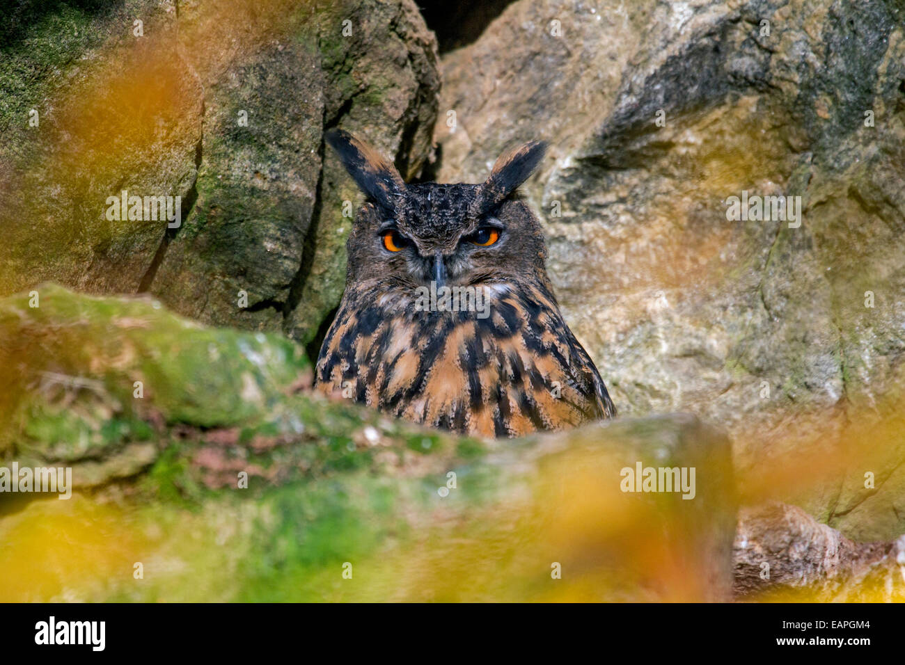 Grand-duc (Bubo bubo) assis dans rock face Banque D'Images