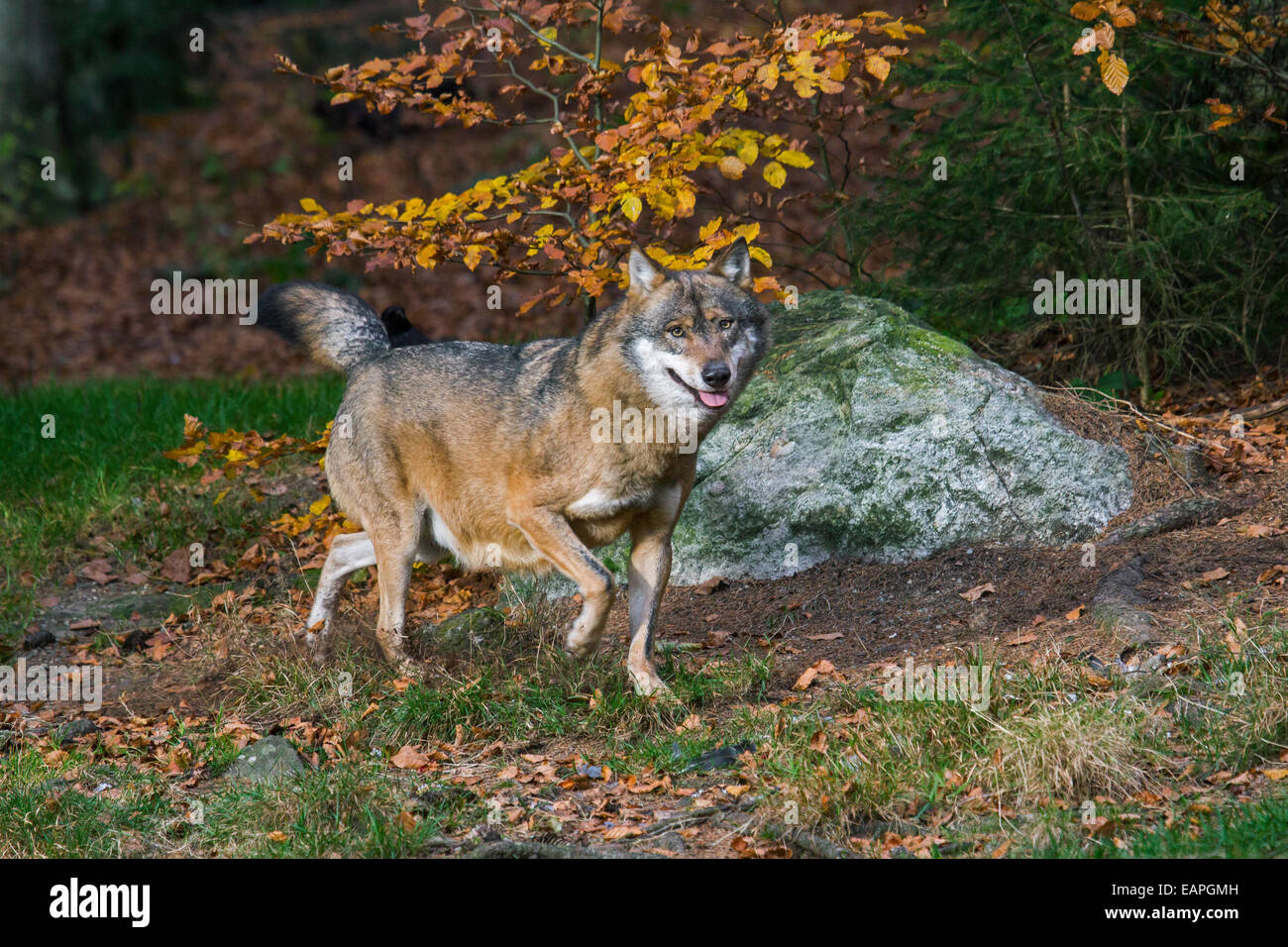 Le loup gris d'Europe (Canis lupus) Balade en forêt d'automne Banque D'Images