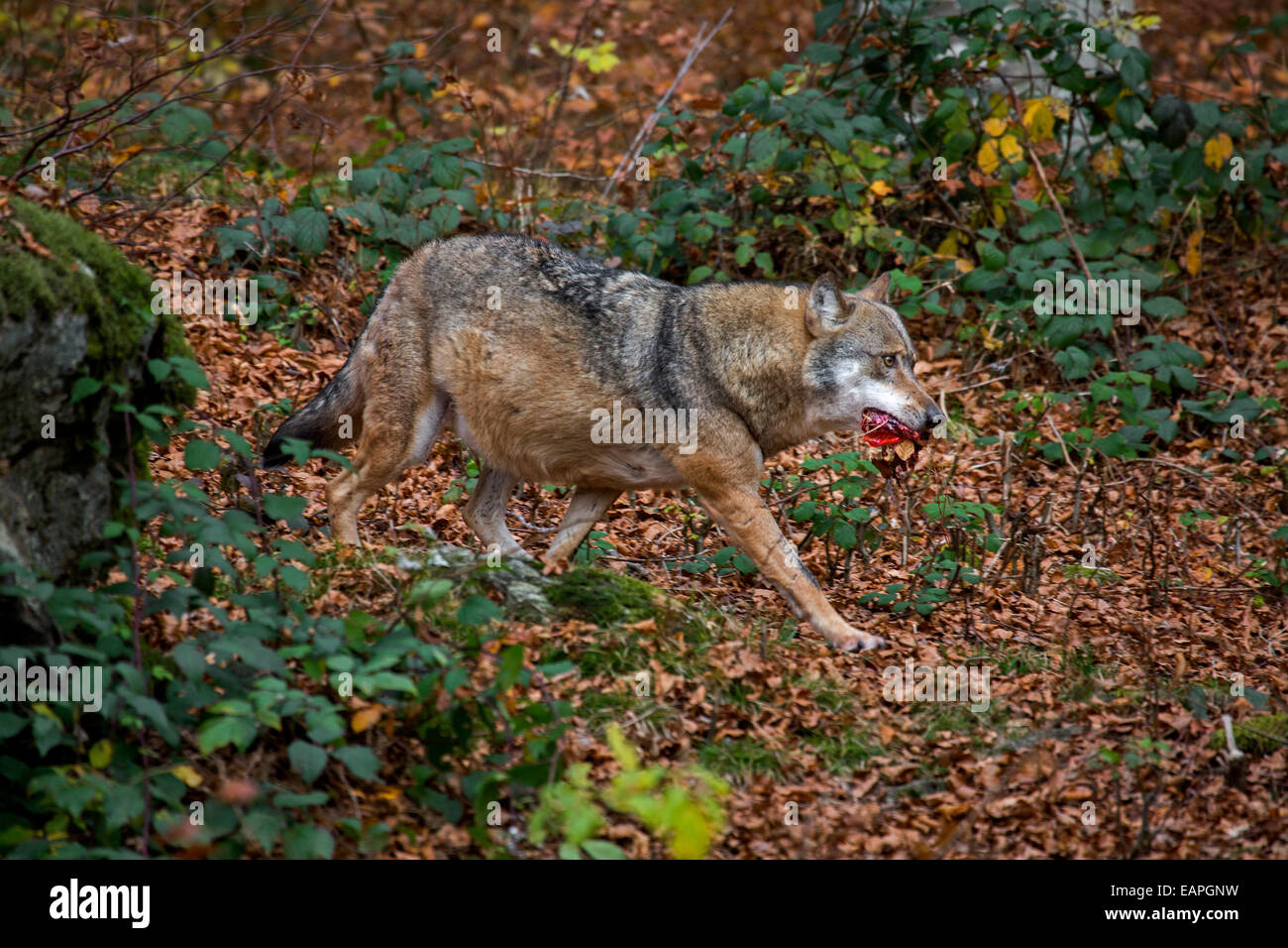 Le loup gris d'Europe (Canis lupus) marche loin avec de la viande dans la bouche en forêt Banque D'Images