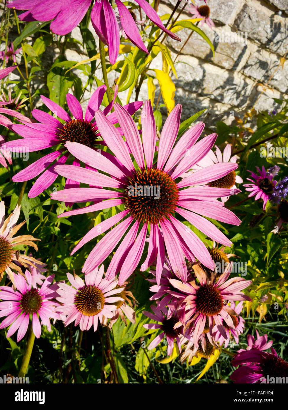 Fleurs de couleur vive à la fin de l'été dans les frontières à Haddon Hall jardin près de Bakewell dans le Derbyshire Peak District UK Banque D'Images