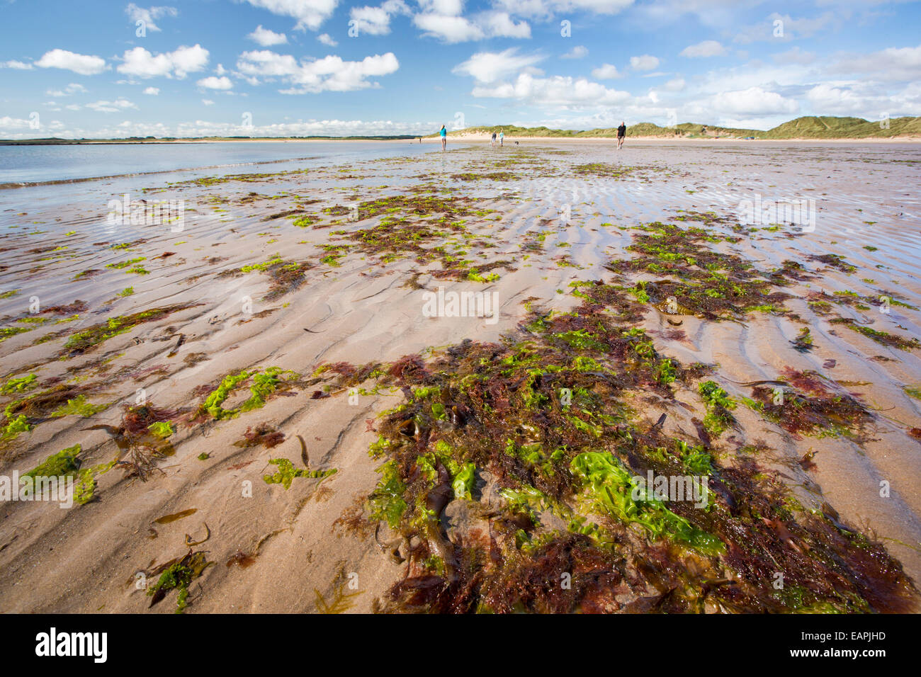 Les algues et les ondulations du sable sur la plage de Beadnell, Northumberland, Angleterre. Banque D'Images