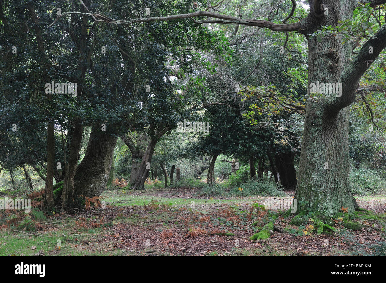 Rans Bois, parc national New Forest, Hampshire, Royaume-Uni Banque D'Images