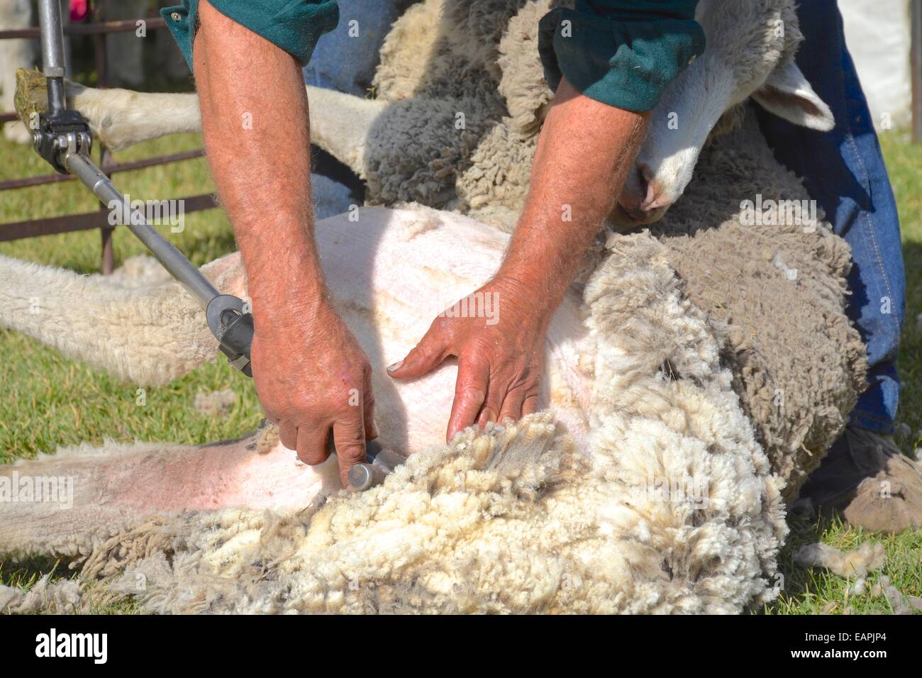 cisaillement des moutons Banque D'Images