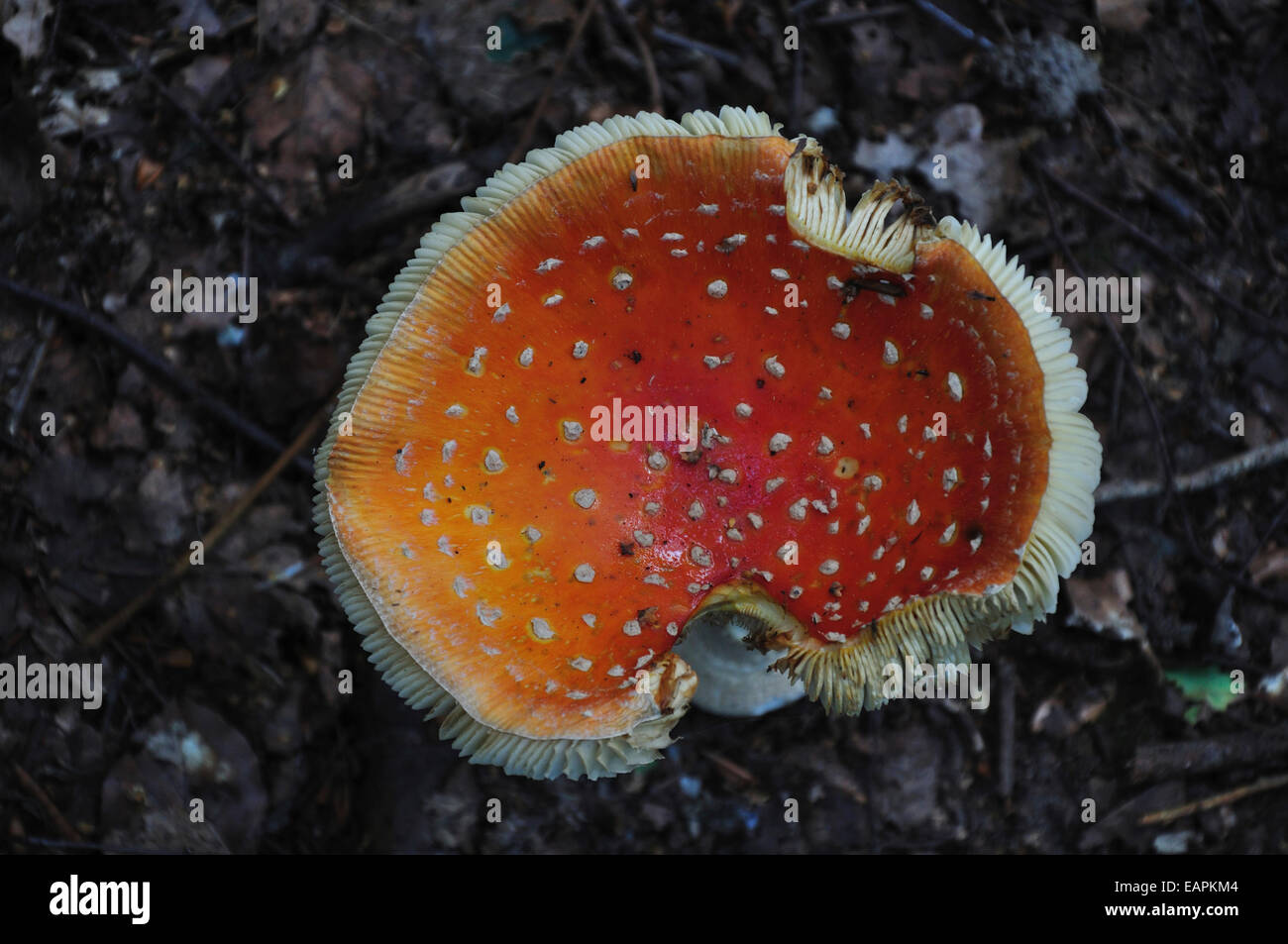 Fly agaric toadstool Banque D'Images