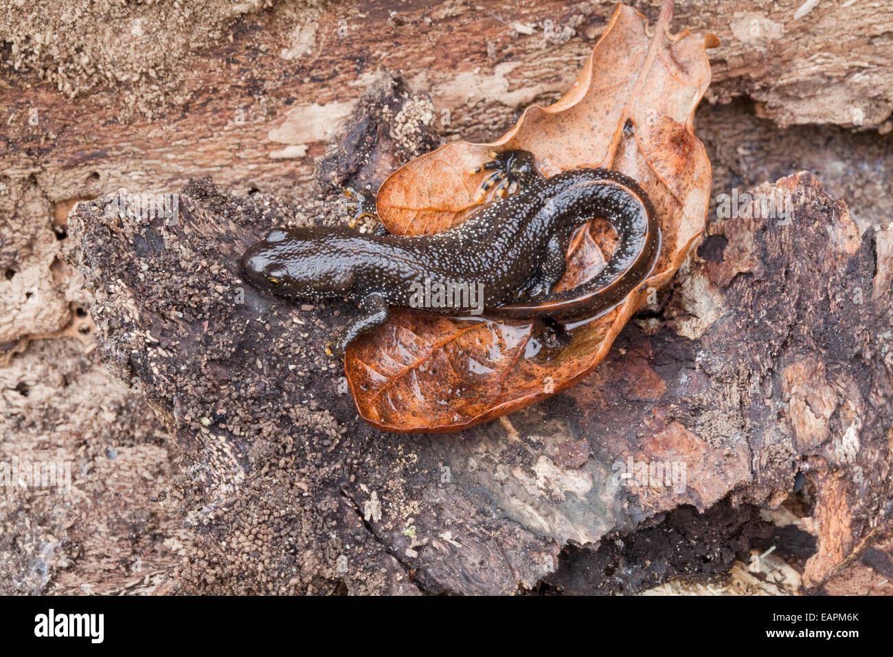 Great Crested Newt (Triturus cristatus). Spécimen immatures trouvés sous des troncs à côté de porte d'entrée dans un jardin. Banque D'Images