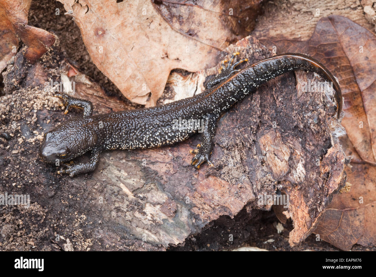 Great Crested Newt (Triturus cristatus). Spécimen immatures trouvés sous des troncs à côté de porte d'entrée dans un jardin. Banque D'Images