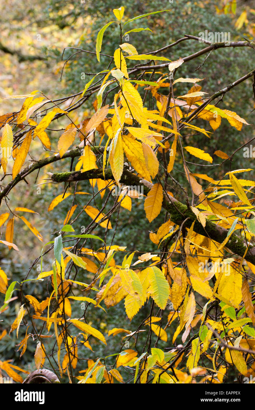 Feuillage d'automne jaune du châtaignier, Castanea sativa Banque D'Images
