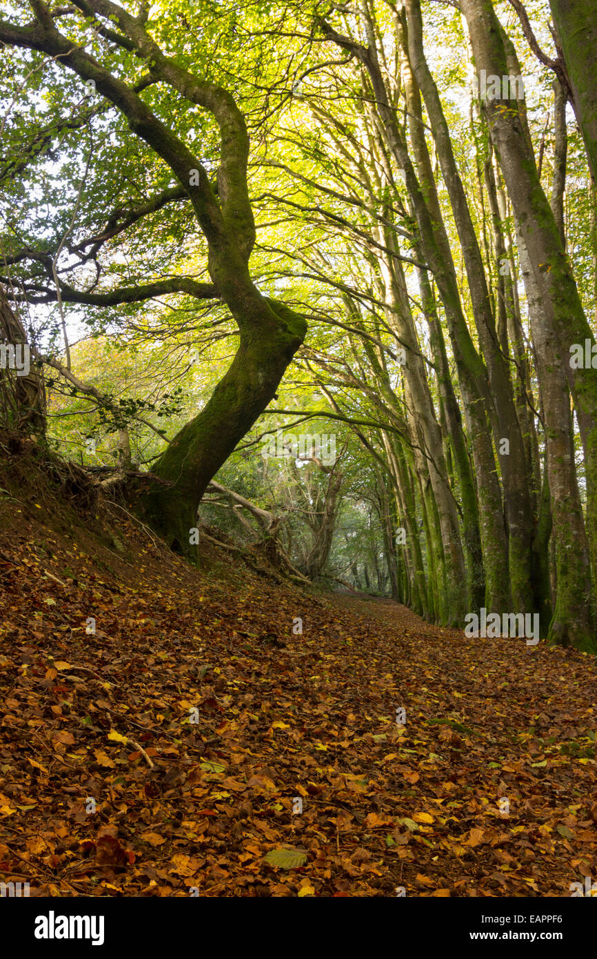 Un tapis de feuilles mortes sous les hêtres chemin forestiers dans un bois de Plymouth Banque D'Images