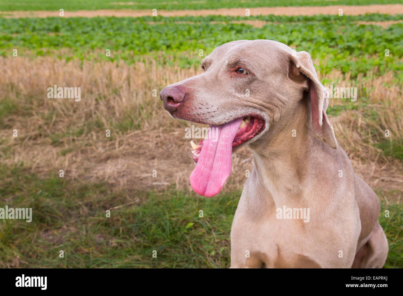 Libre à un chien d'arrêt avec sa langue Banque D'Images