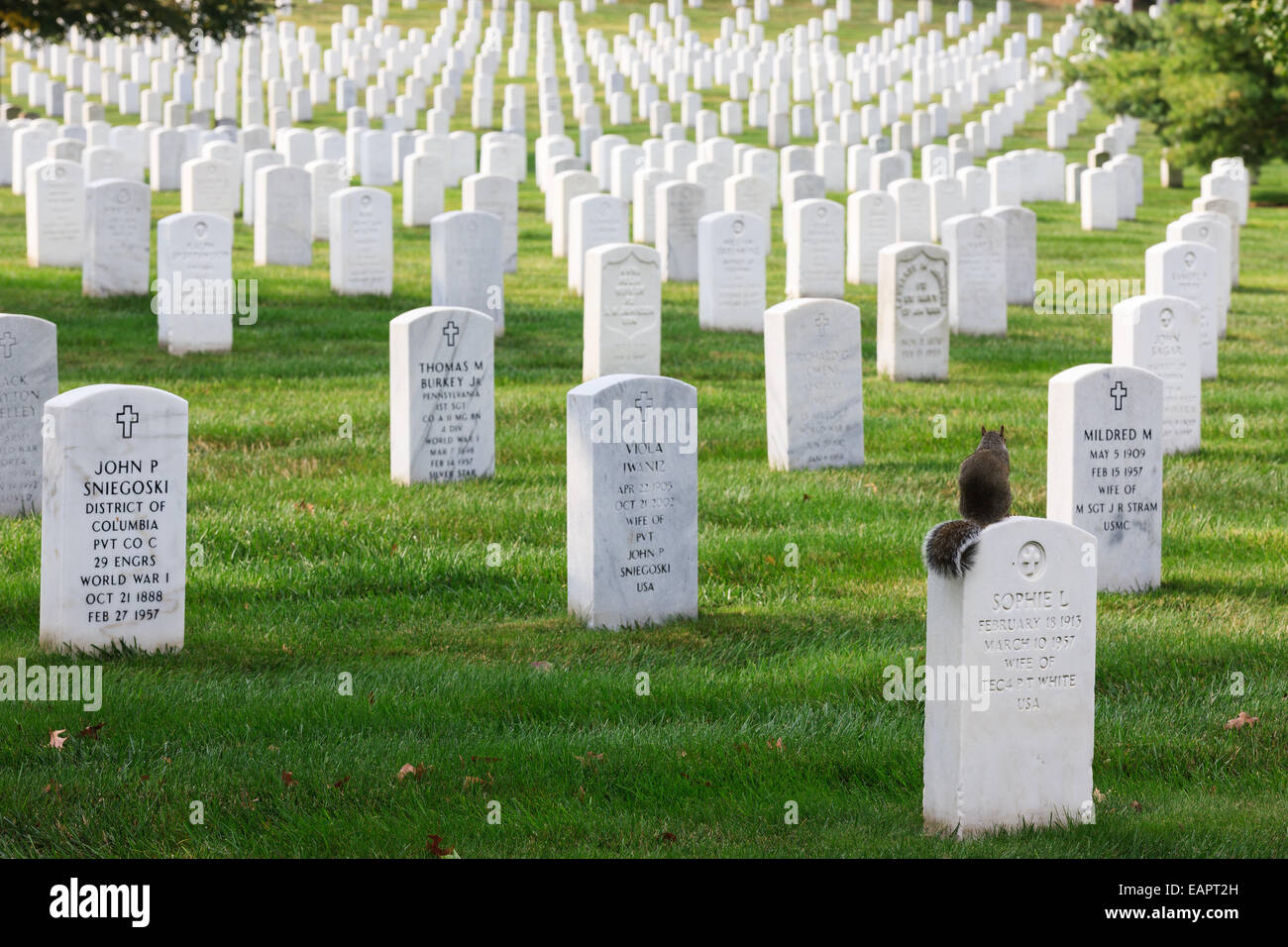 Le Cimetière National d'Arlington, Virginie, États-Unis Banque D'Images