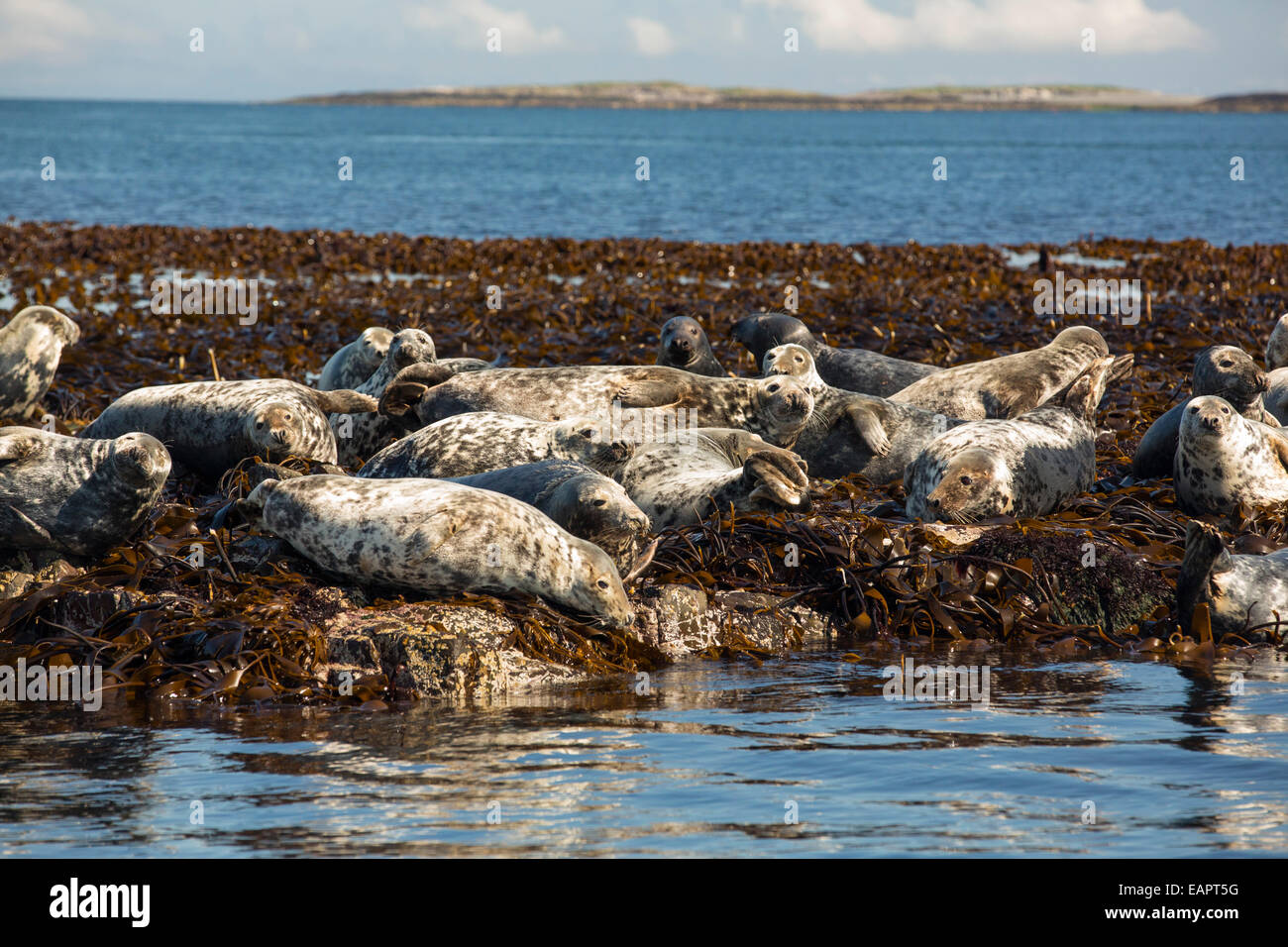 Les phoques communs, Phoca vitulina, sur l'îles Farne, Northumberland, Angleterre. Banque D'Images