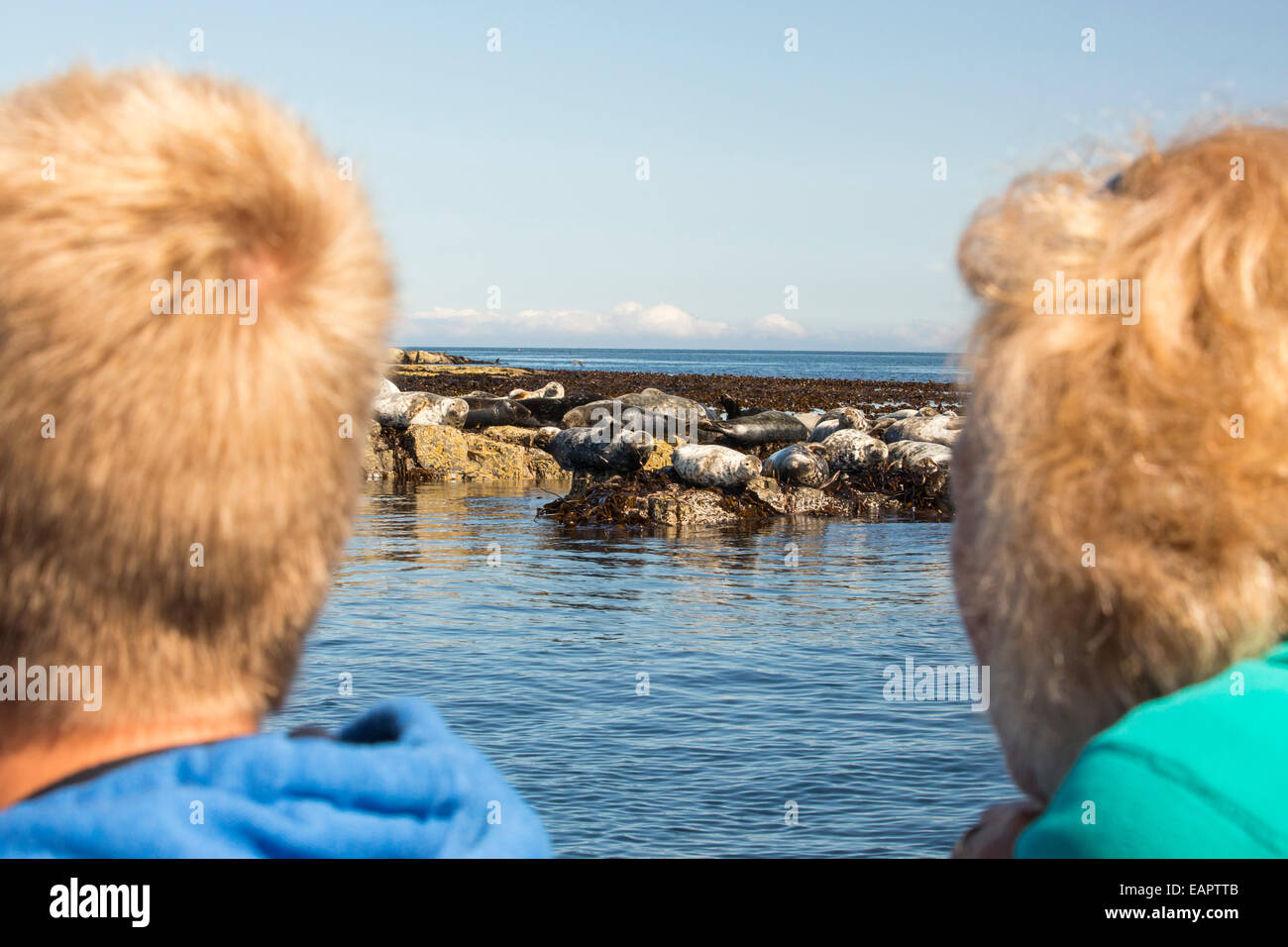 Les phoques communs, Phoca vitulina, sur l'îles Farne, Northumberland, Angleterre, beig vu par les touristes sur un bateau. Banque D'Images