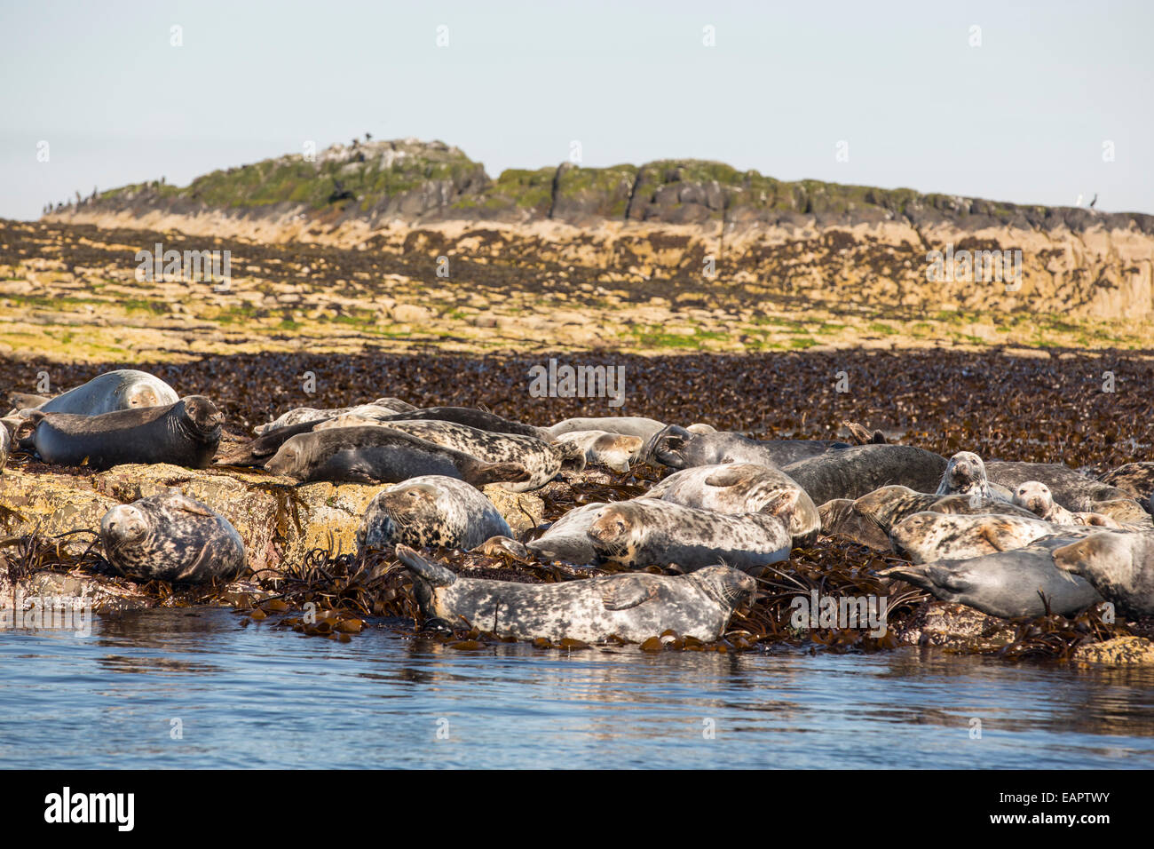 Les phoques communs, Phoca vitulina, sur l'îles Farne, Northumberland, Angleterre. Banque D'Images