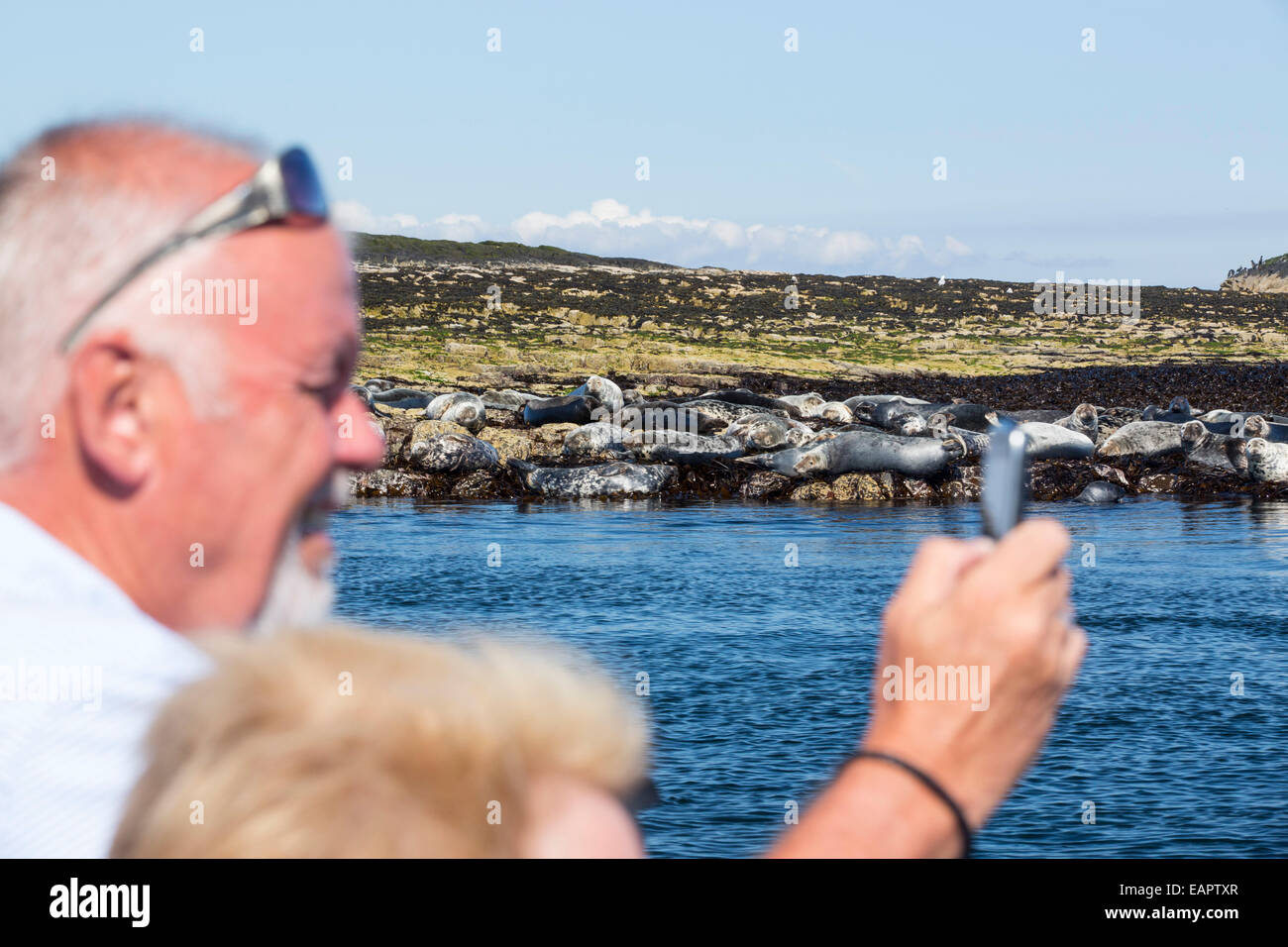 Les phoques communs, Phoca vitulina, sur l'îles Farne, Northumberland, Angleterre, avec un homme à les photographier sur son téléphone. Banque D'Images