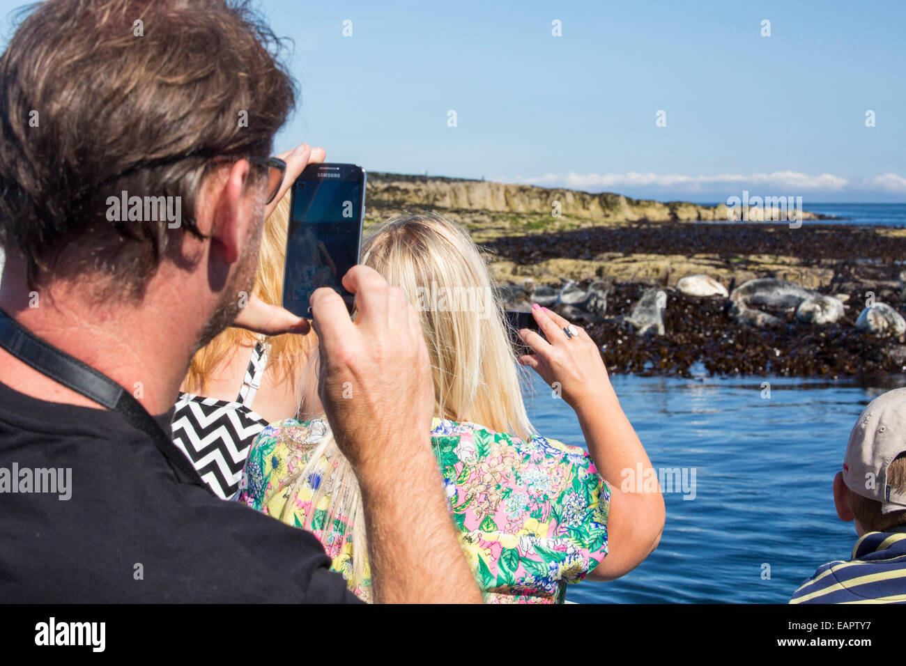 Les phoques communs, Phoca vitulina, sur l'îles Farne, Northumberland, Angleterre, surveillés par les touristes sur un bateau. Banque D'Images
