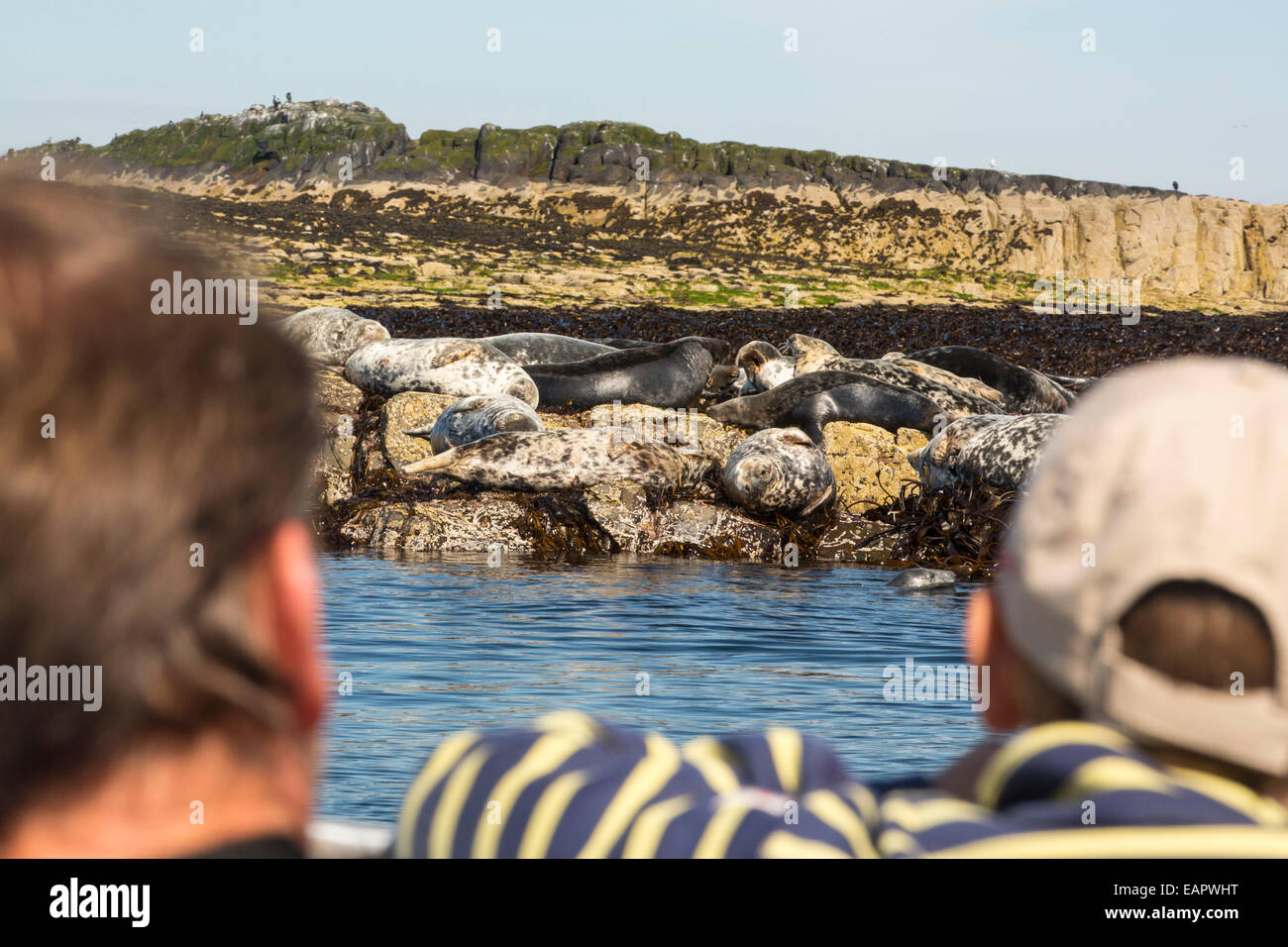 Les phoques communs, Phoca vitulina, sur l'îles Farne, Northumberland, Angleterre, surveillés par les touristes sur un bateau. Banque D'Images