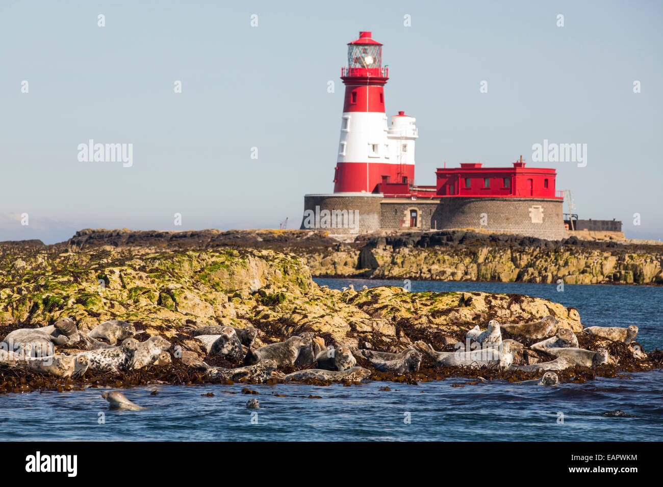 Les phoques communs, Phoca vitulina, sur l'îles Farne, Northumberland, Angleterre, avec le phare de Longstone que Grace Darling effectuer Banque D'Images