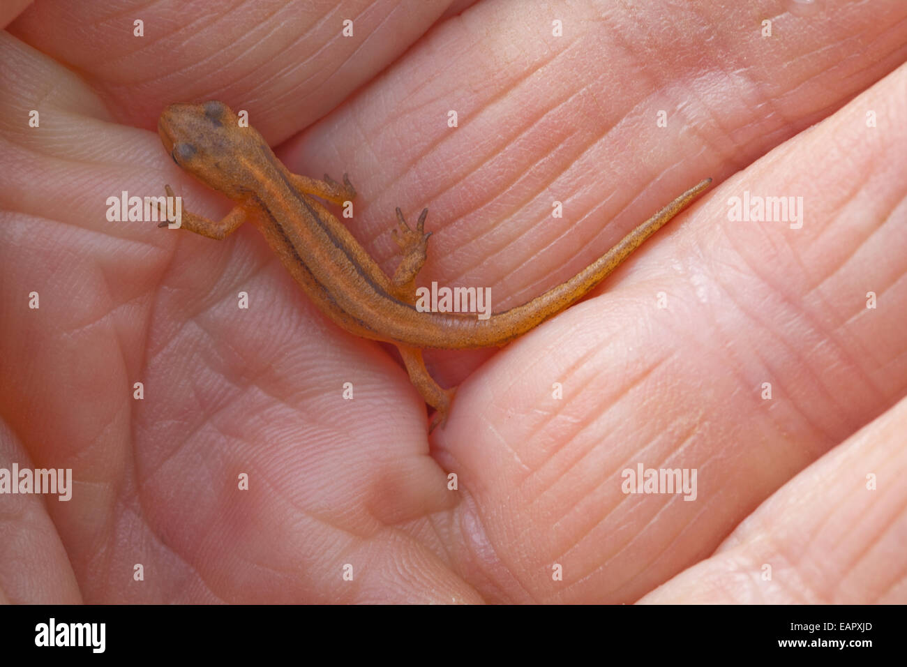 Smooth Newt (Triturus vulgaris). Têtard newt métamorphosés à l'année précédente, qui se trouve sous une planche en bois dans le jardin. Vous l Banque D'Images