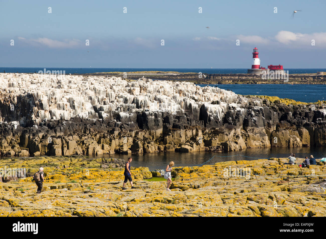 Les touristes sur les îles Farne, Northumberland, Angleterre, parmi les oiseaux marins, avec le phare de Longstone derrière. Banque D'Images