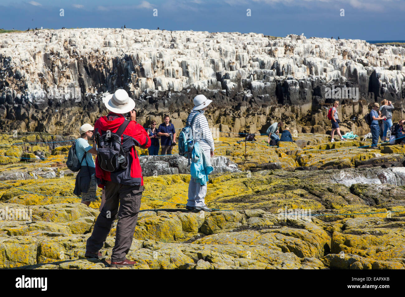 Les touristes sur les îles Farne, Northumberland, Angleterre, parmi les oiseaux marins. Banque D'Images