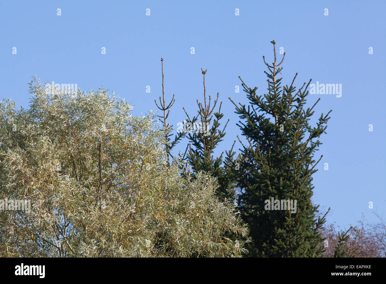 Saule (Salix sp. ), L'épinette de Norvège (Picea abies). Une comparaison de feuillus et de conifères à feuilles persistantes, feuillage ou feuilles. Banque D'Images